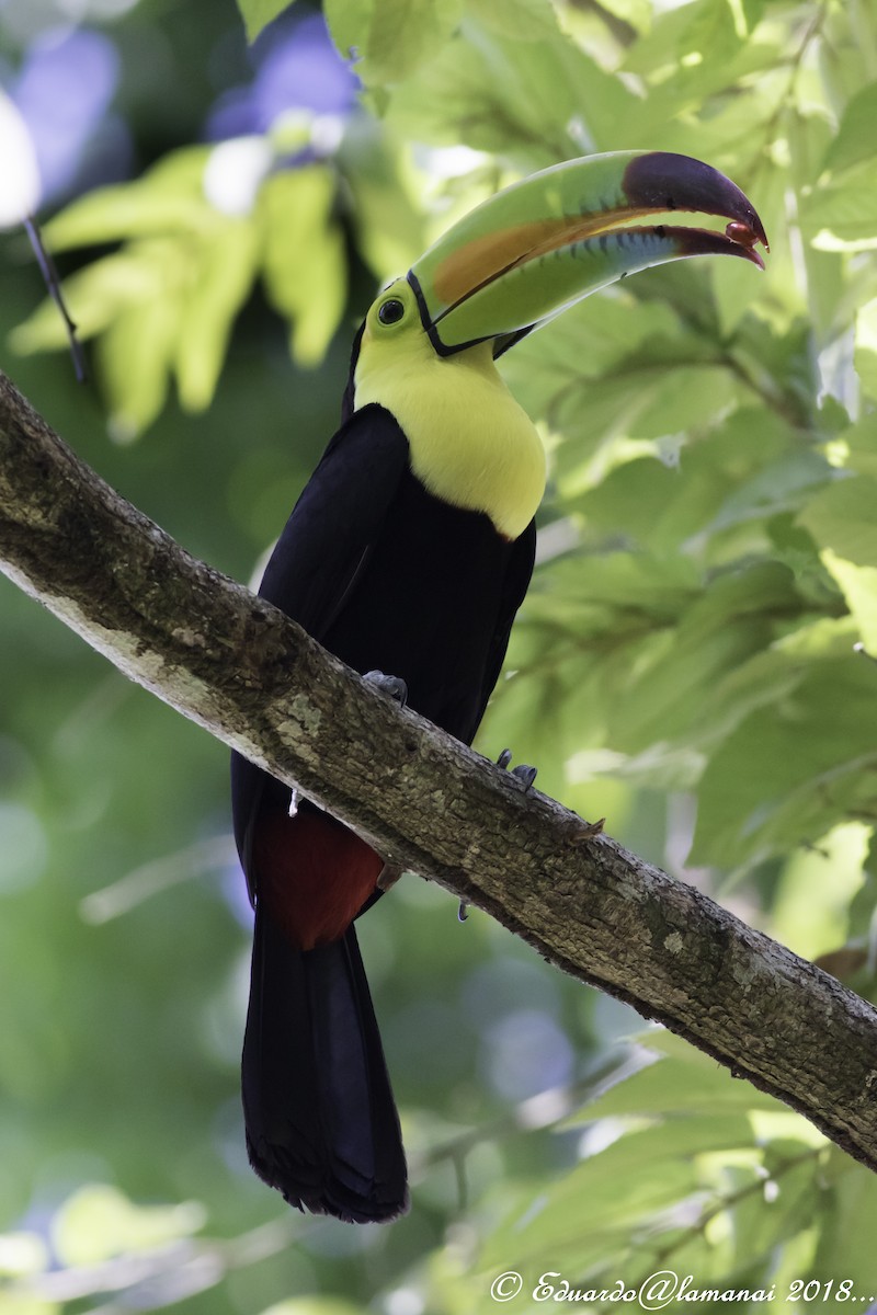 Keel-billed Toucan - Jorge Eduardo Ruano