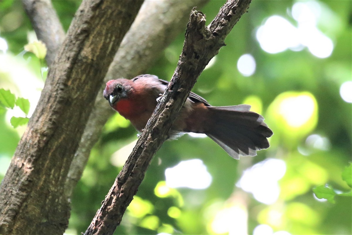Red-throated Ant-Tanager - ML113964881