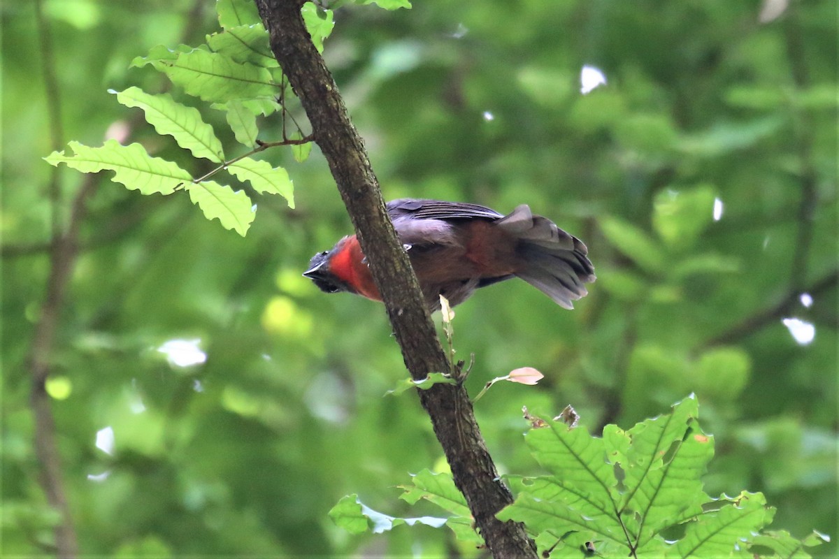 Red-throated Ant-Tanager - ML113964901