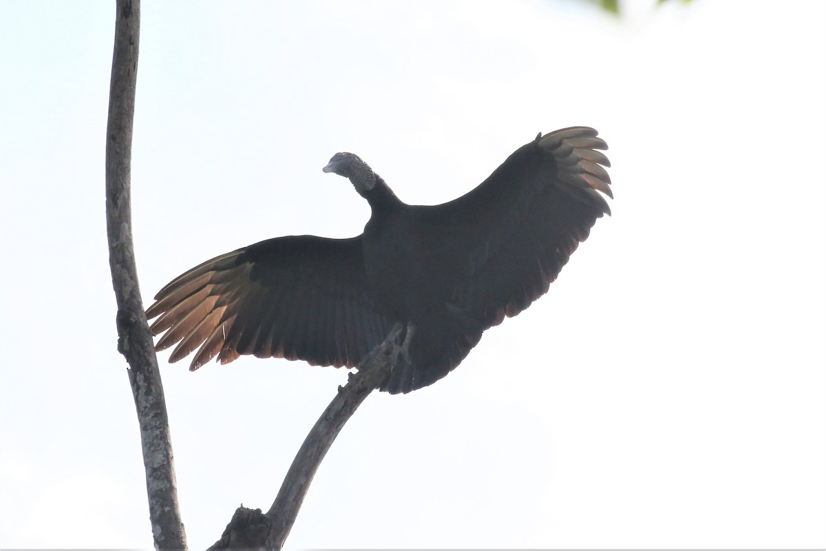 Black Vulture - Charles Davies