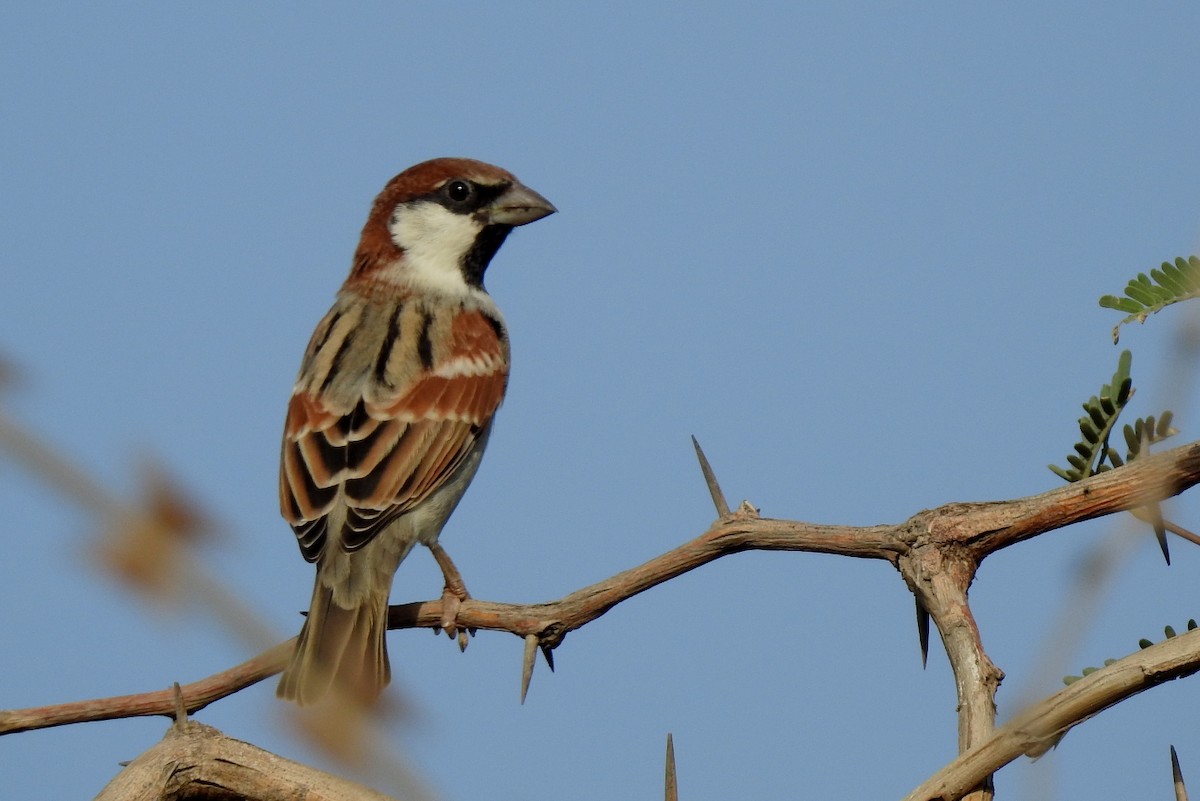 Somali Sparrow - Pedro Moreira