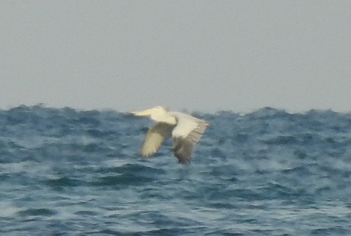 Pink-backed Pelican - ML113971261