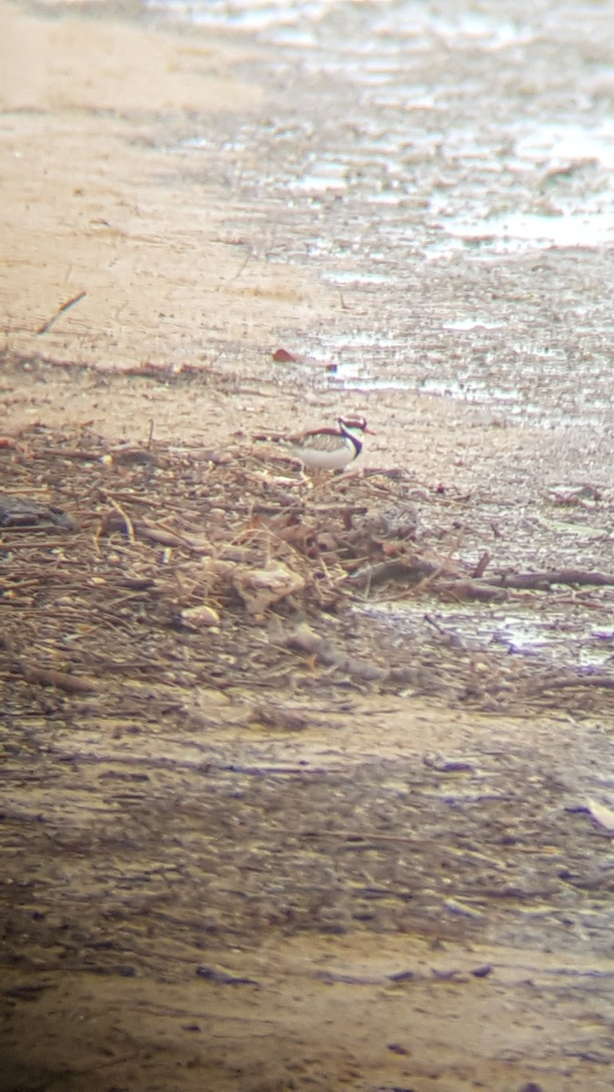 Black-fronted Dotterel - Guy Smith