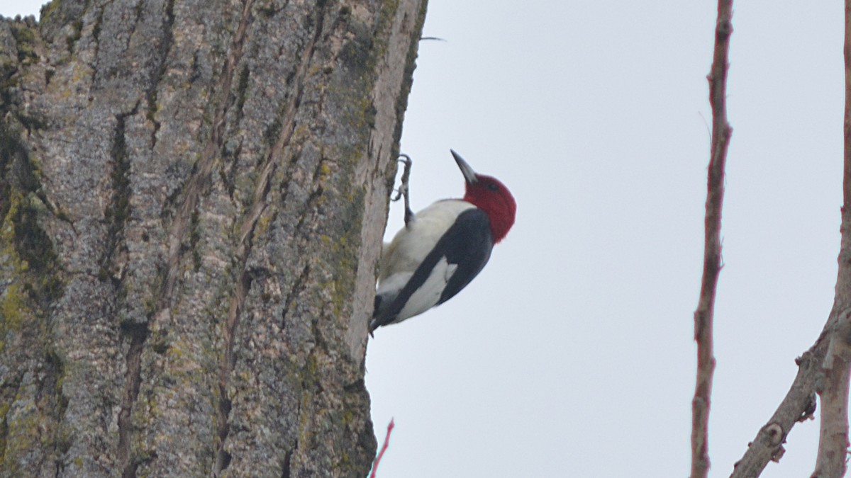 Red-headed Woodpecker - ML113974201