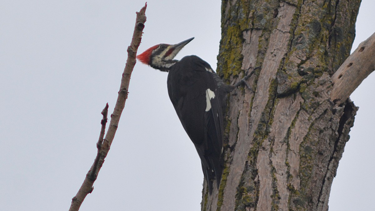 Pileated Woodpecker - Carl Winstead