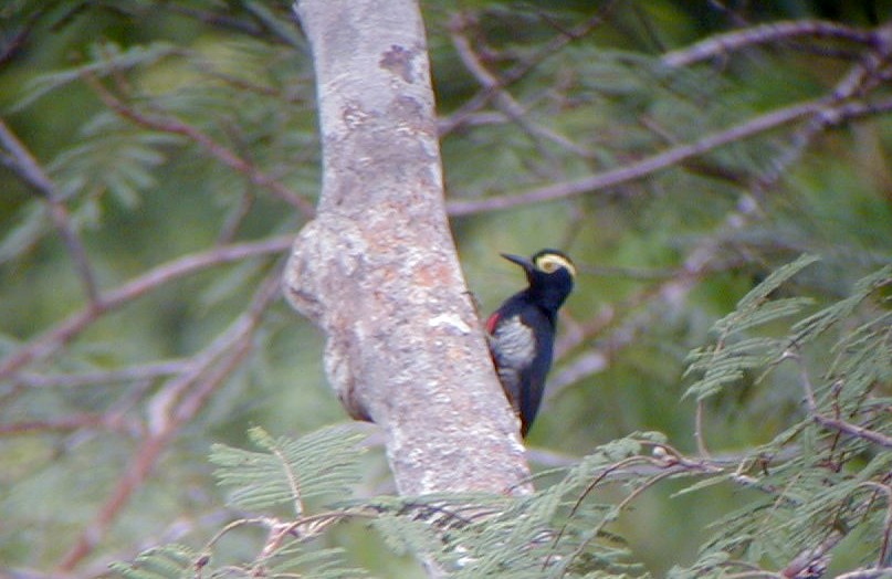 Yellow-tufted Woodpecker - ML113976201