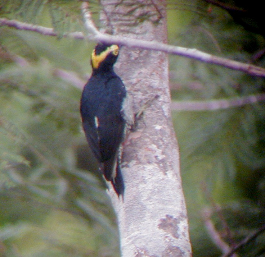 Yellow-tufted Woodpecker - ML113976211