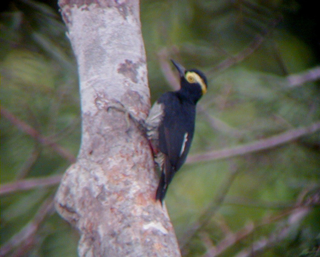 Yellow-tufted Woodpecker - ML113976221