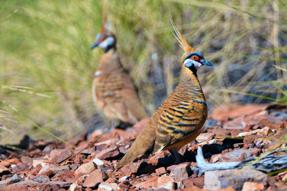 Spinifex Pigeon - ML113976711