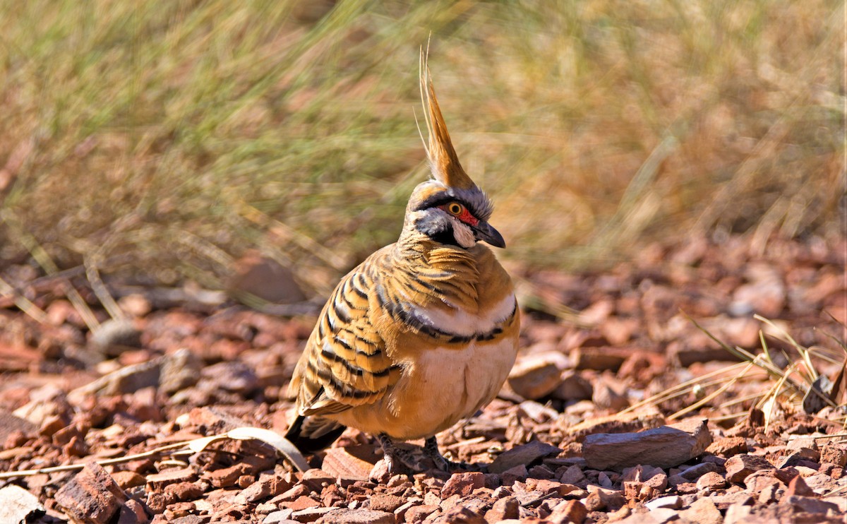 Spinifex Pigeon - ML113977431