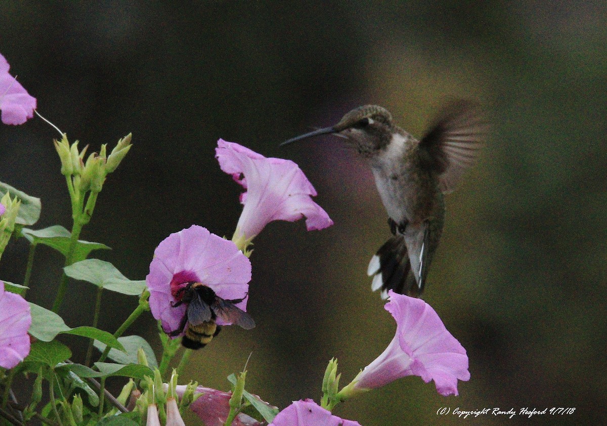 Black-chinned Hummingbird - ML113977671