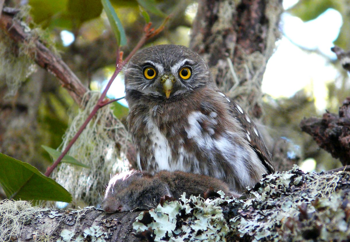 Austral Pygmy-Owl - Marcos Cenizo