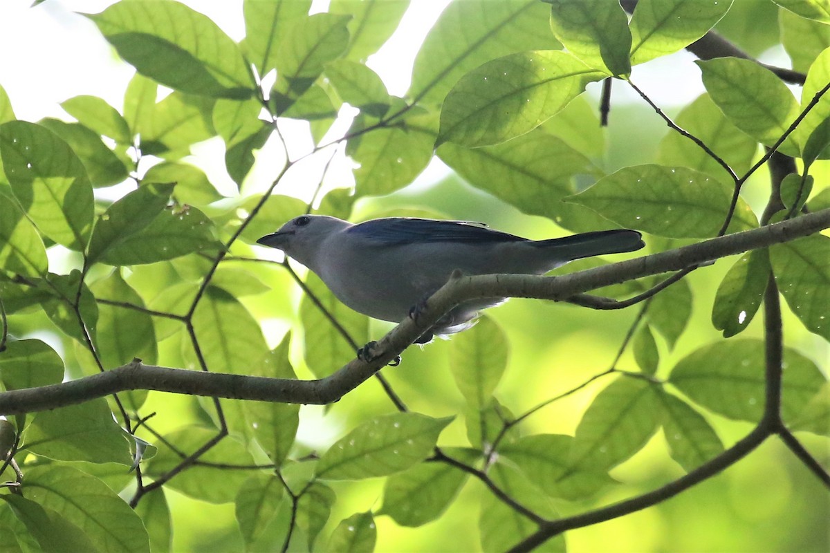 Blue-gray Tanager - ML113978181