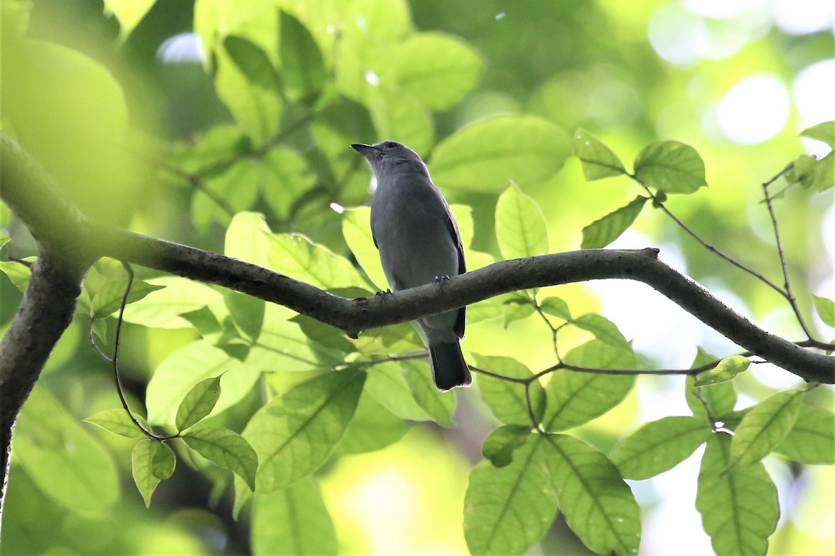 Blue-gray Tanager - ML113978191