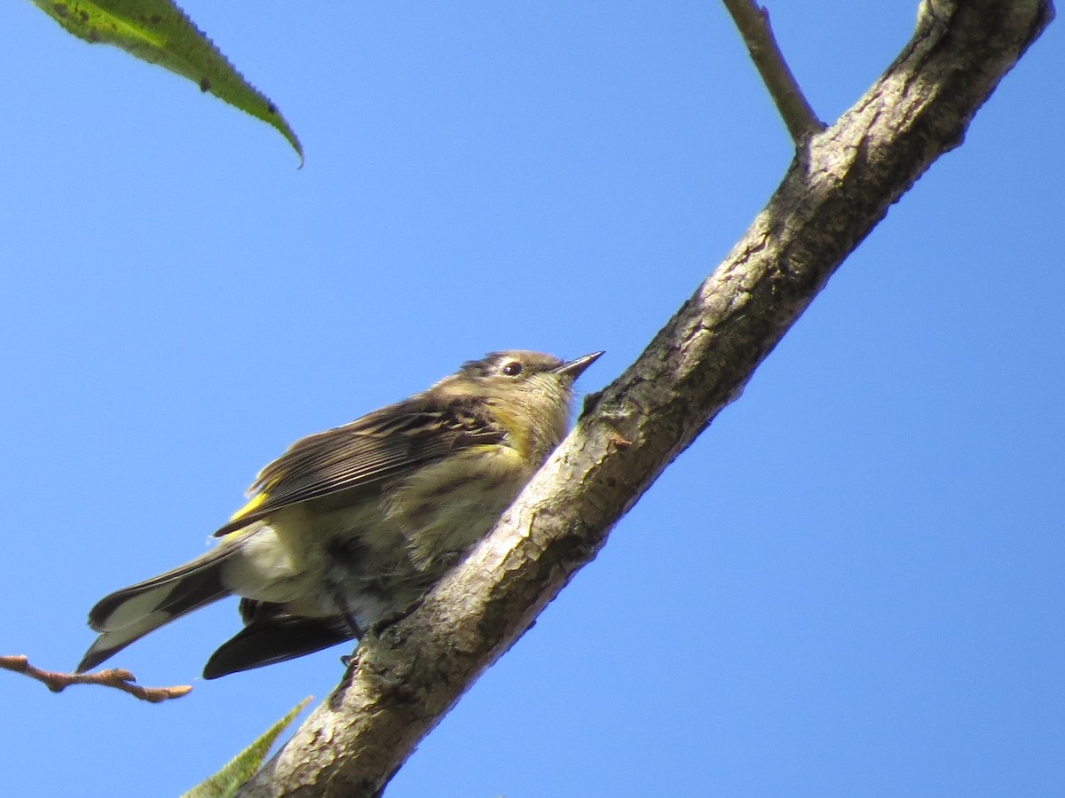 Yellow-rumped Warbler (Myrtle) - ML113979811