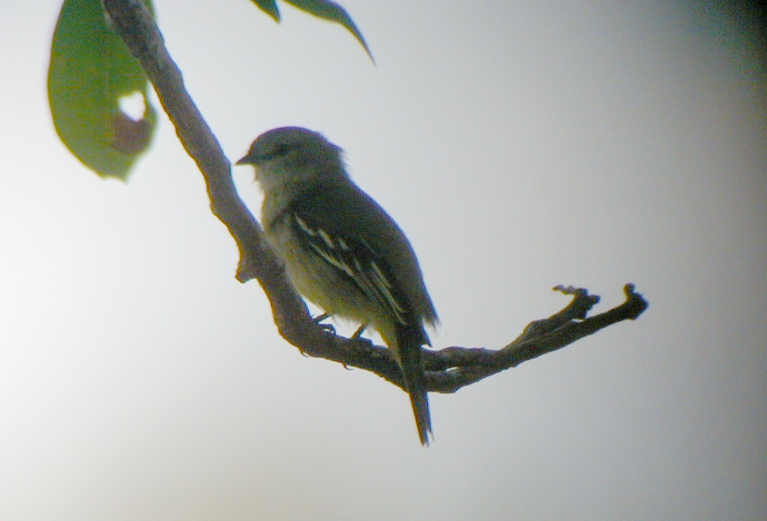 Yellow-crowned Tyrannulet - ML113980261