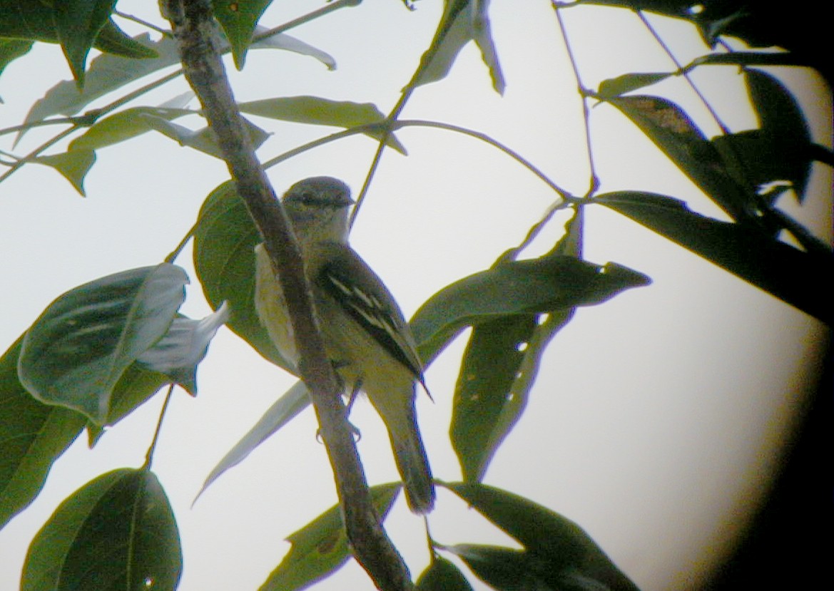 Yellow-crowned Tyrannulet - ML113980271