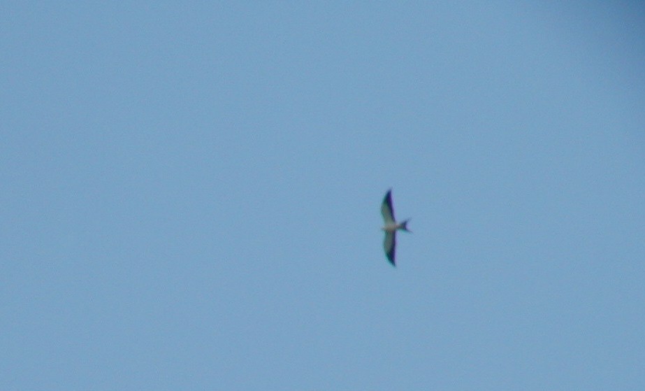 Swallow-tailed Kite - ML113980341