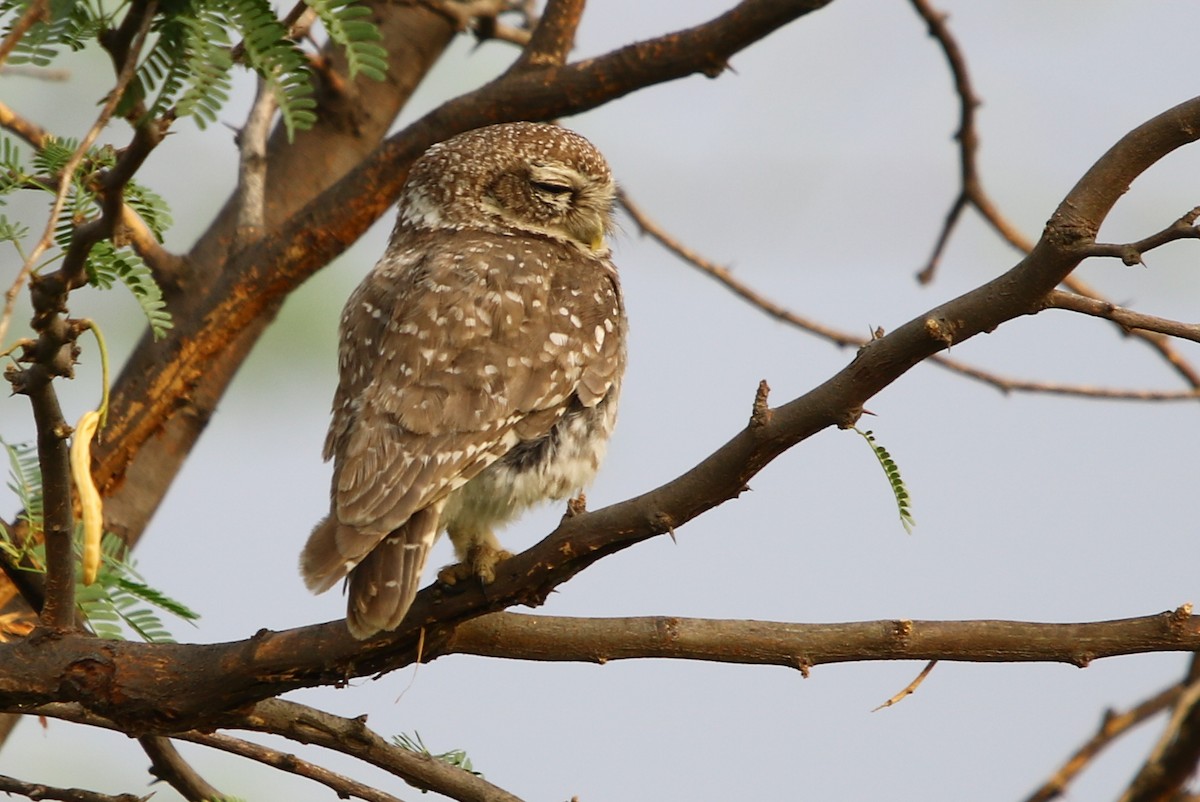 Spotted Owlet - ML113981401
