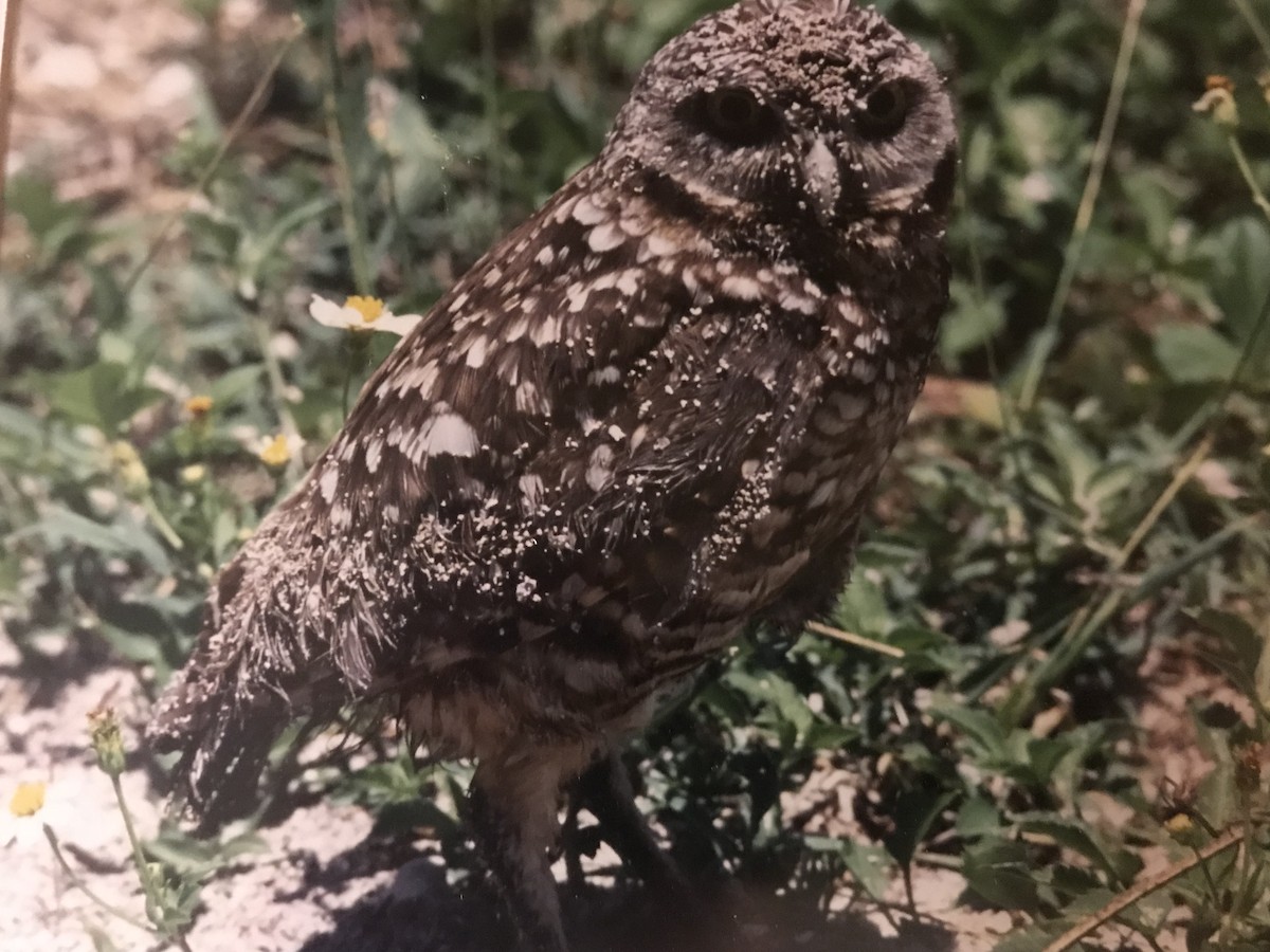 Burrowing Owl (Florida) - ML113983581