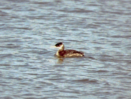 Red-necked Grebe - ML113985421