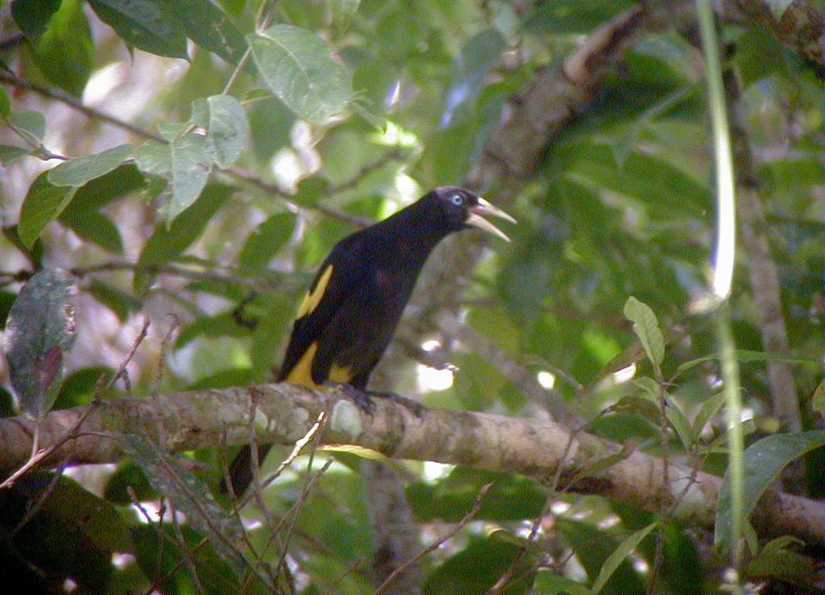 Yellow-rumped Cacique (Amazonian) - Jay McGowan