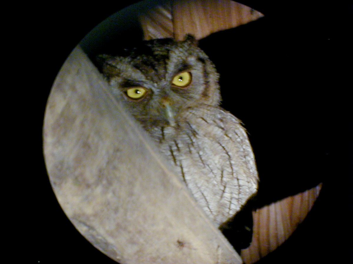 Tropical Screech-Owl - Jay McGowan