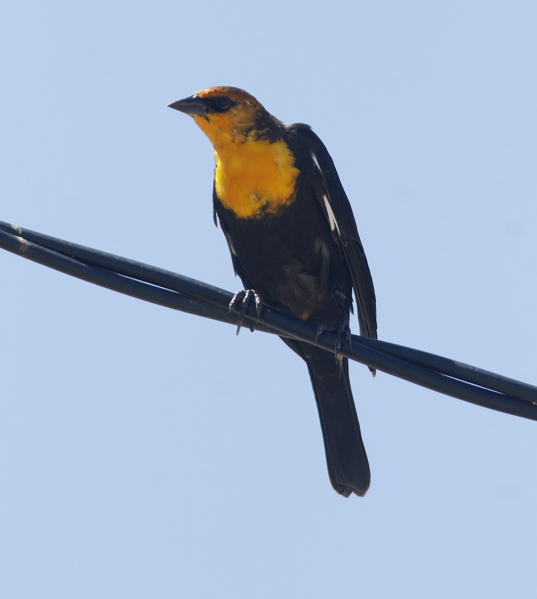 Yellow-headed Blackbird - Bill Maynard