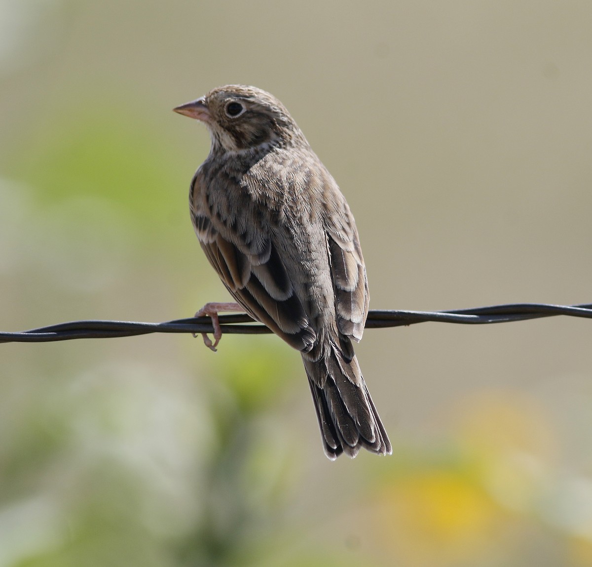 Vesper Sparrow - Bill Maynard