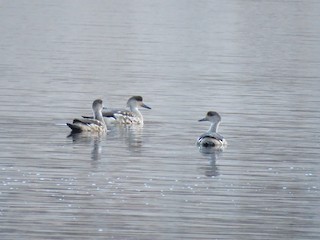 Crested Duck, ML113993041