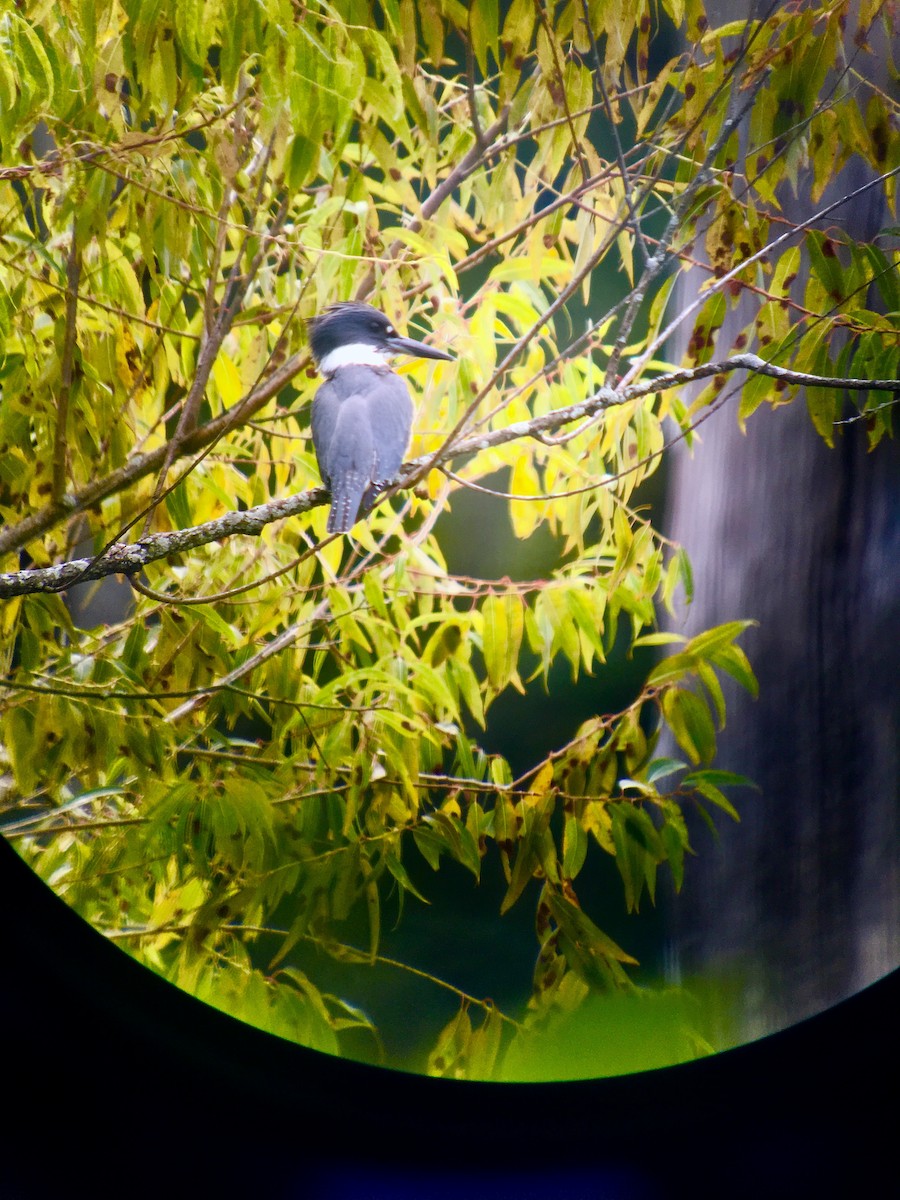 Belted Kingfisher - ML113993091