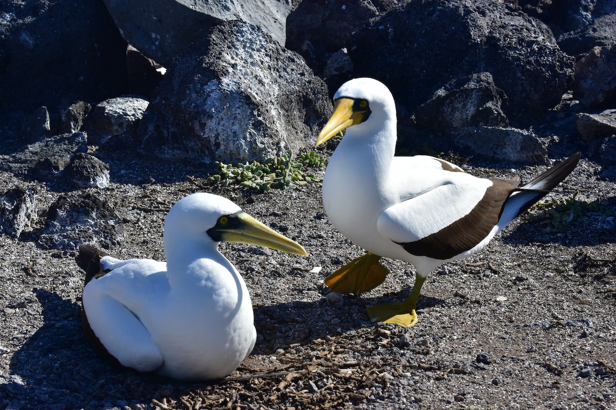 Masked Booby - ML113998761