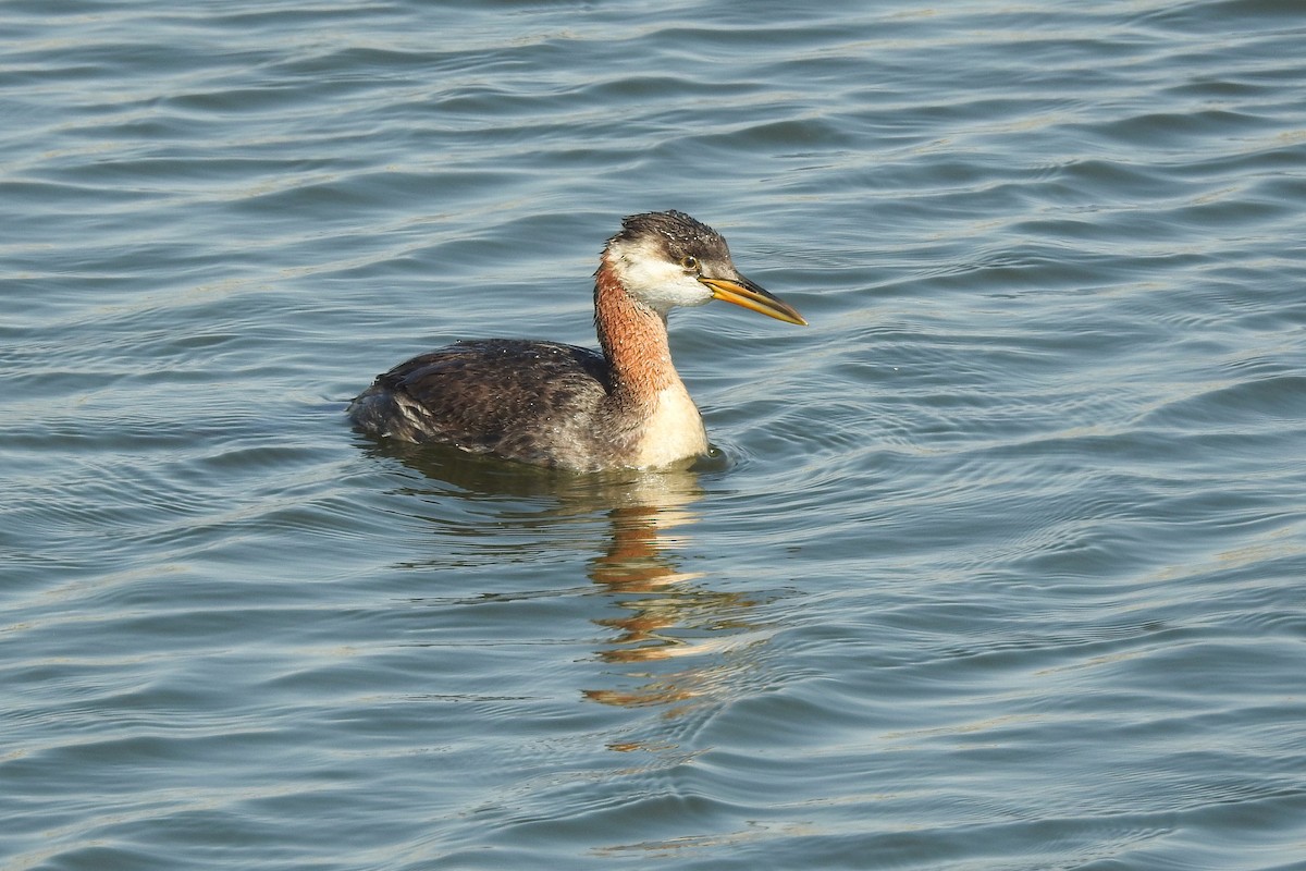 Red-necked Grebe - Mary Rumple