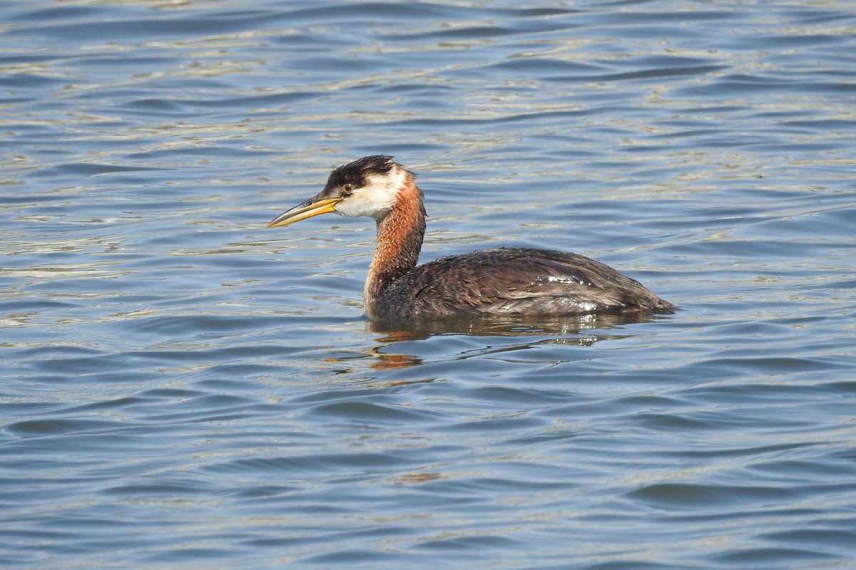 Red-necked Grebe - ML113999491
