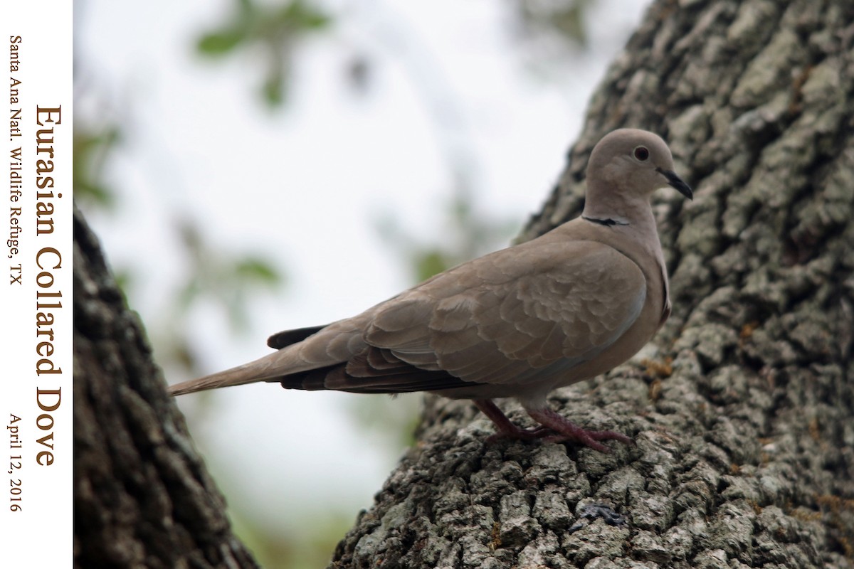 Eurasian Collared-Dove - William Parkin