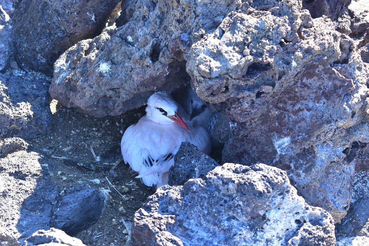 Red-tailed Tropicbird - ML114001771