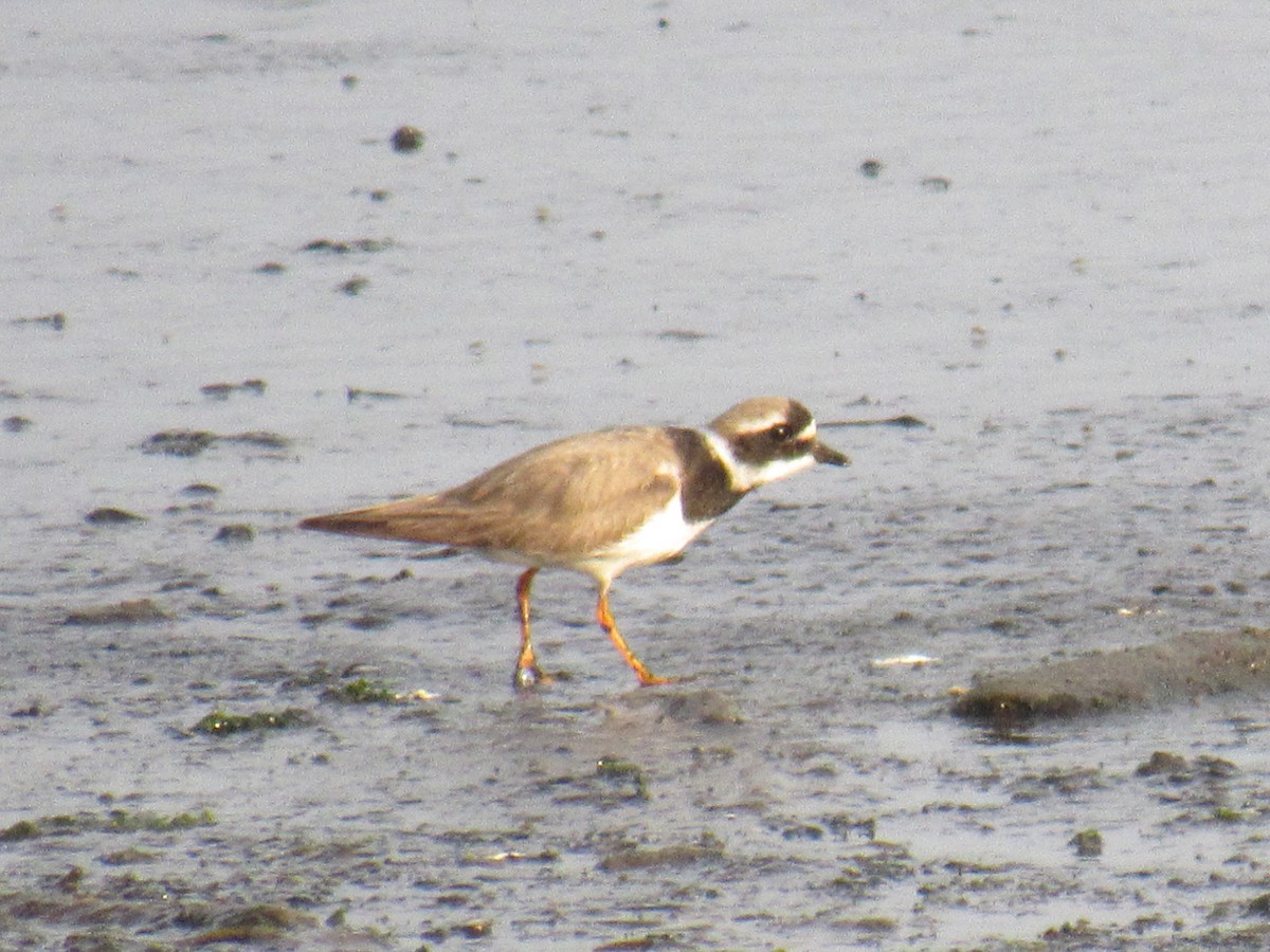 Common Ringed Plover - ML114004891