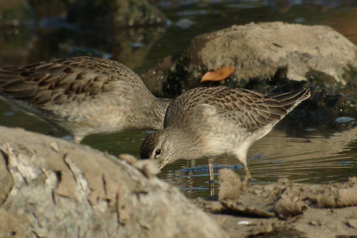 Long-billed Dowitcher - ML114005301