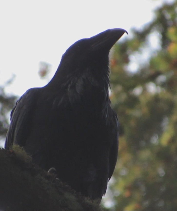 Common Raven - ML114007251