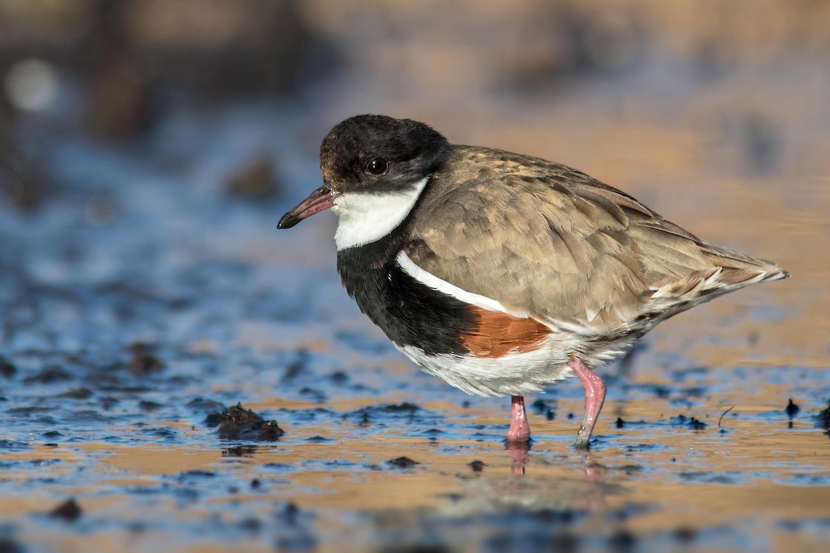 Red-kneed Dotterel - ML114009931