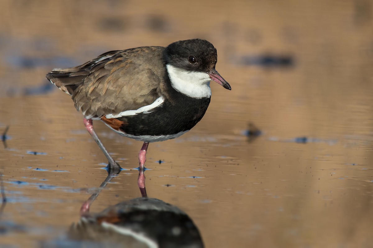 Red-kneed Dotterel - ML114009941