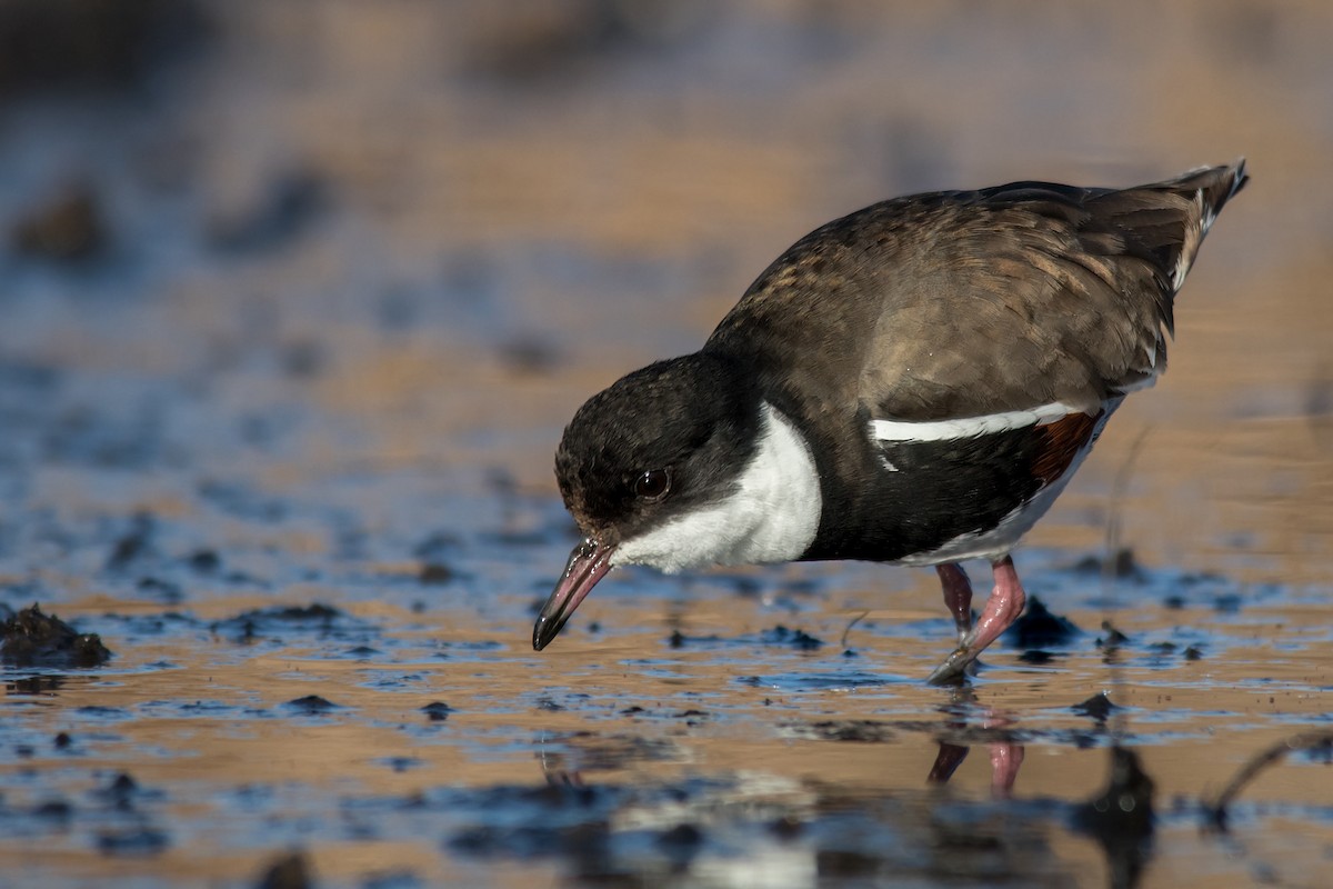 Red-kneed Dotterel - ML114009951