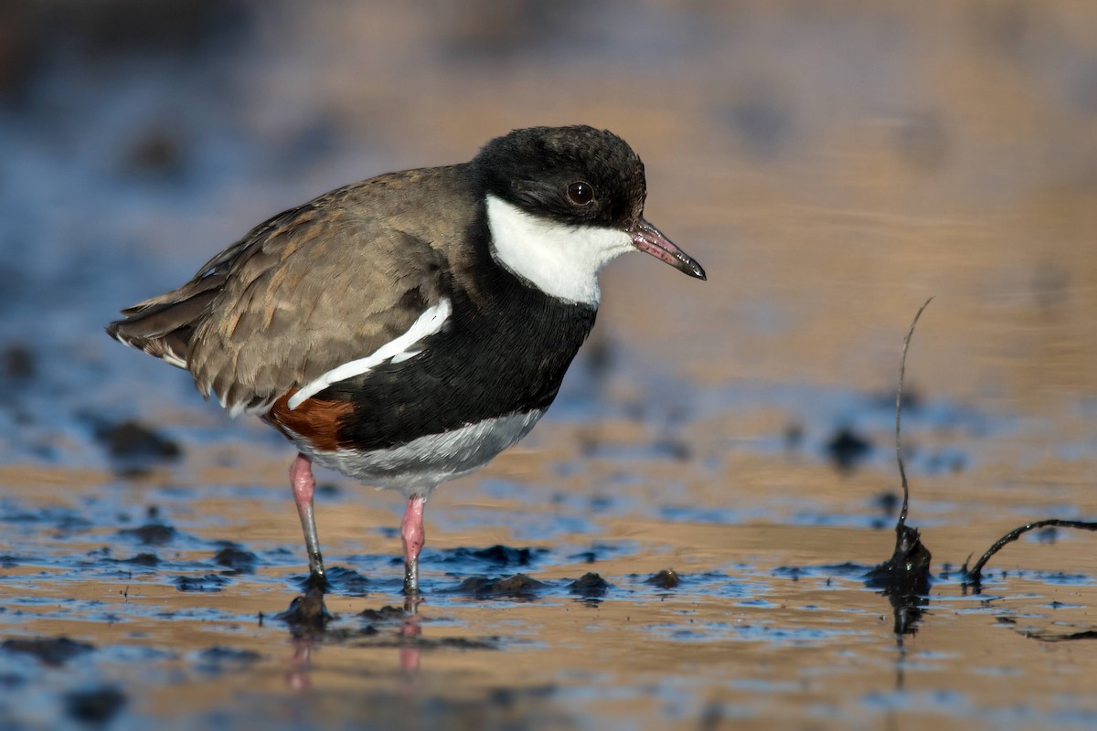 Red-kneed Dotterel - ML114009961