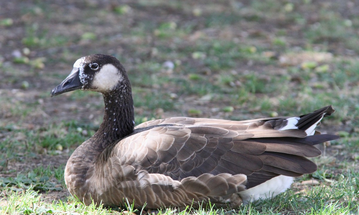 Domestic goose sp. x Canada Goose (hybrid) - ML114010461