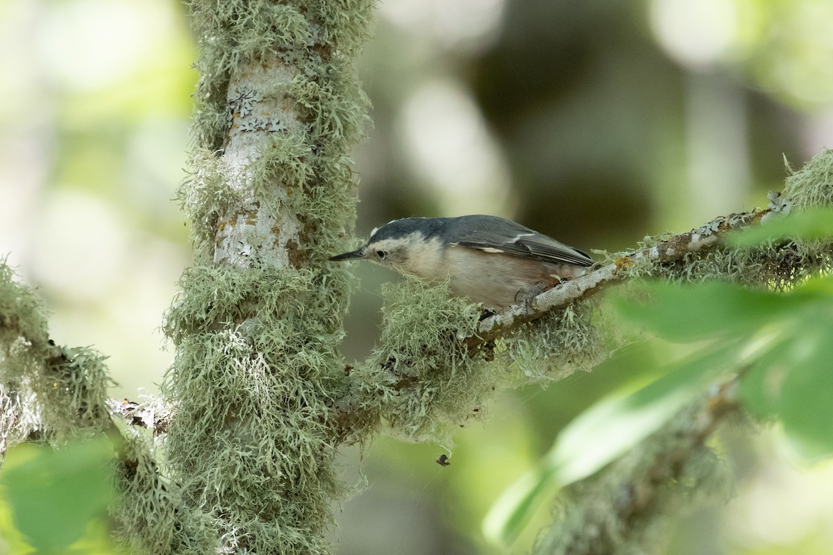 White-breasted Nuthatch - Audrey Addison