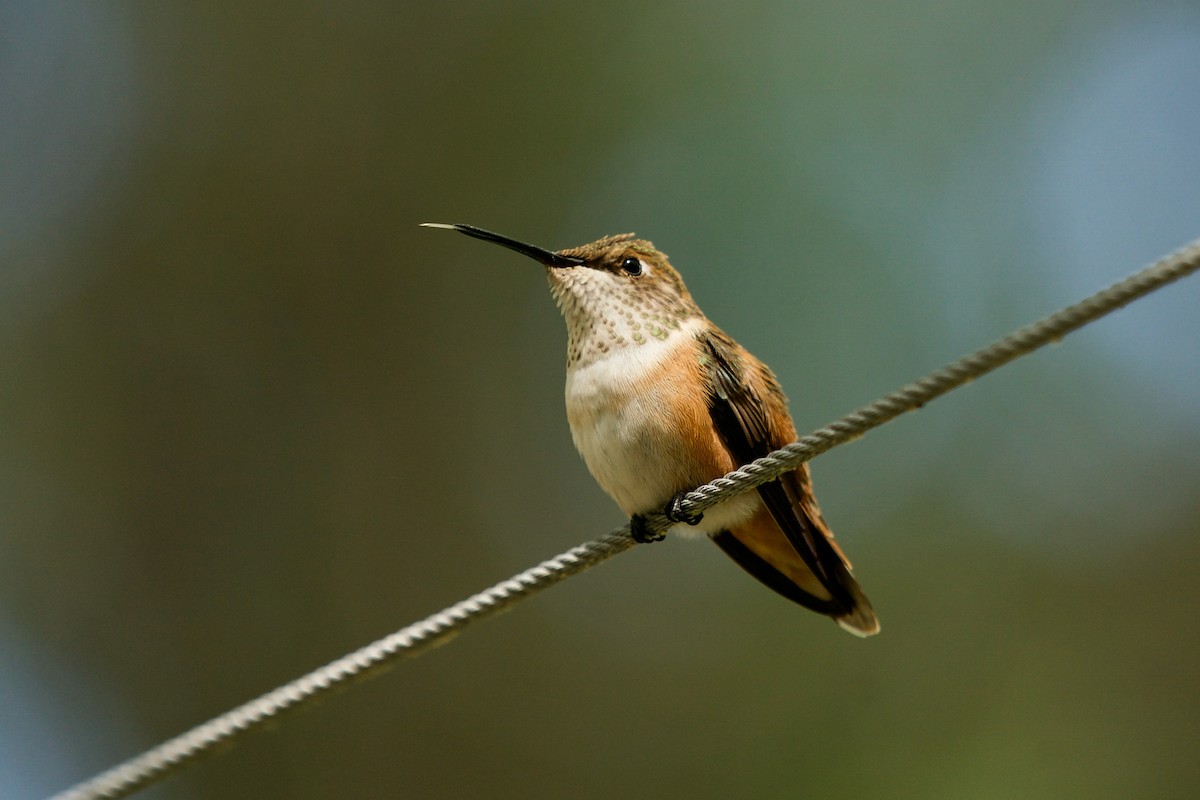 Rufous Hummingbird - Steven Hunter