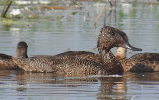 Freckled Duck, ML114018371