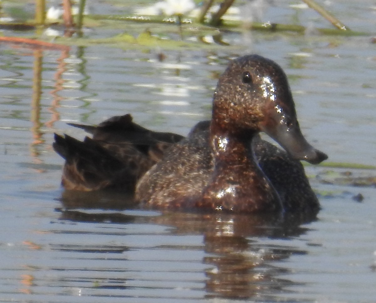 Freckled Duck - ML114018391