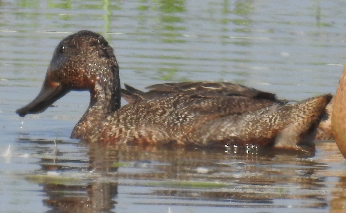 Freckled Duck - ML114018411