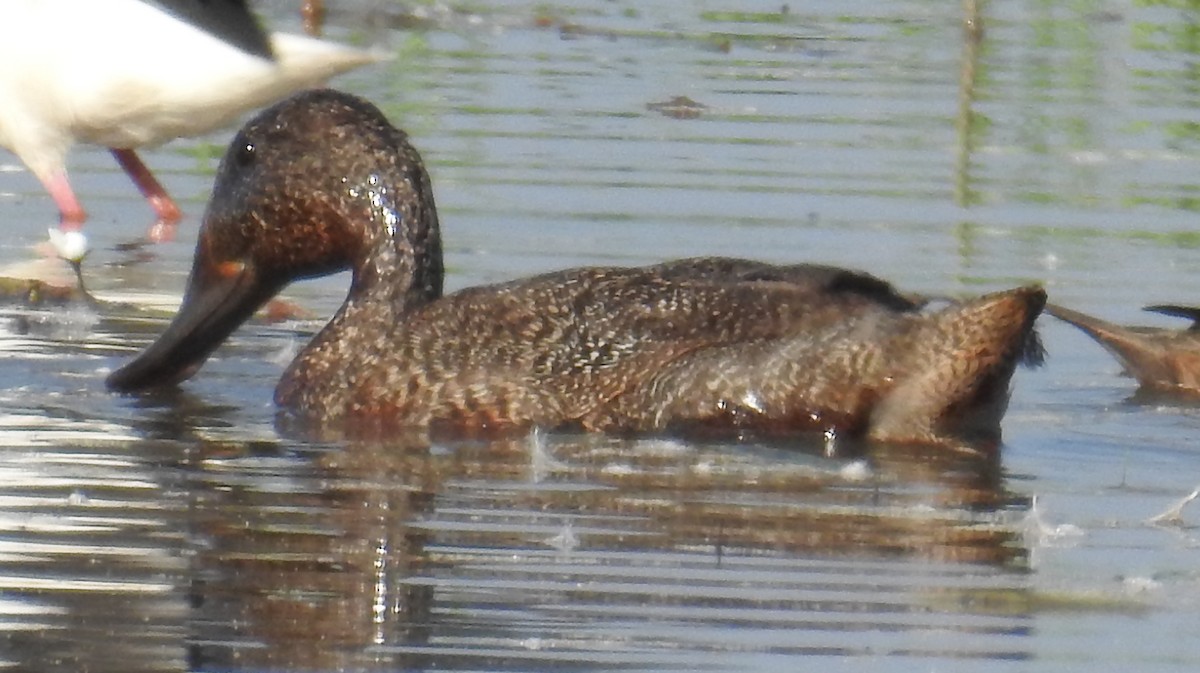 Freckled Duck - ML114018431